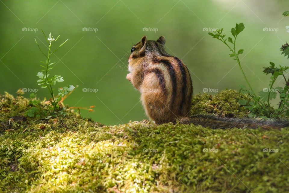 Cute chipmunk in the forest