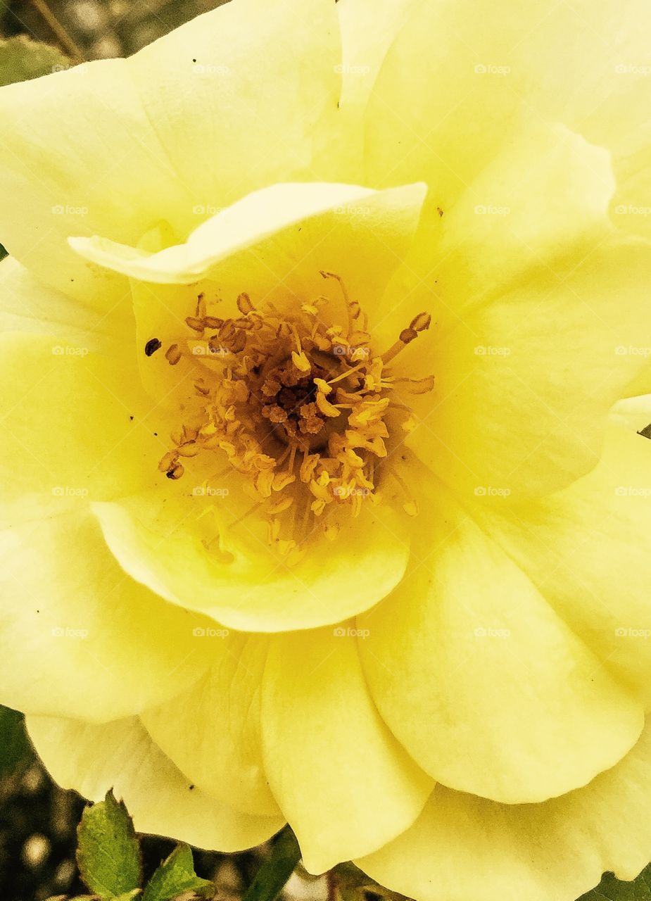 Yellow rose