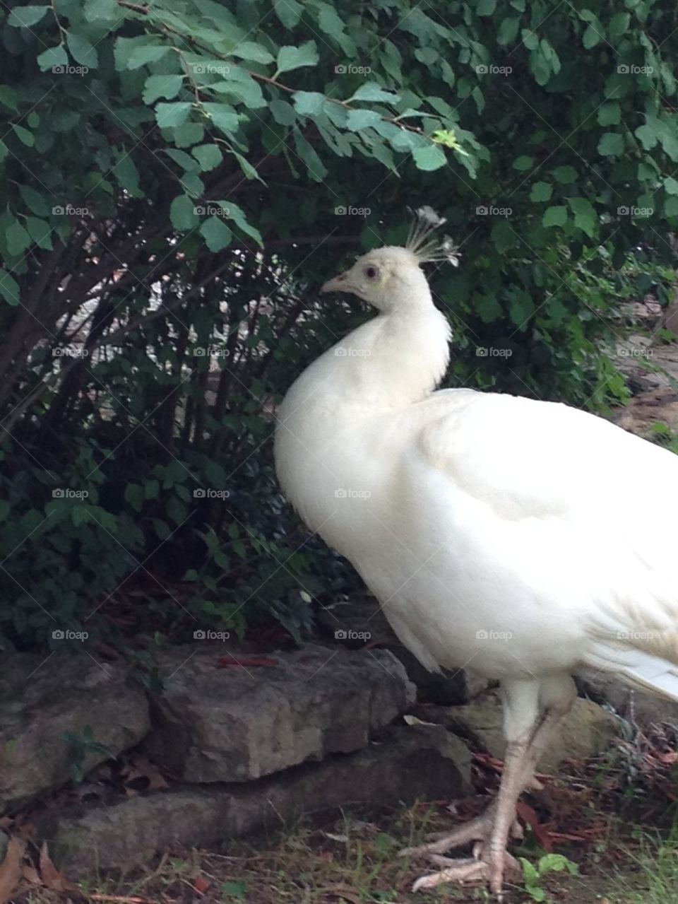 Albino peacock 