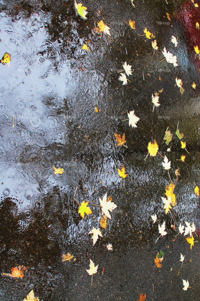 Rain drops and fall leafs