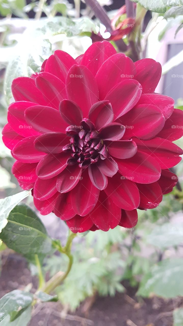 natural flower