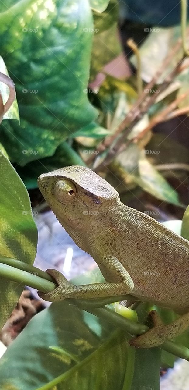 Chameleon with one eye on the photographer and the other eye looking straight ahead