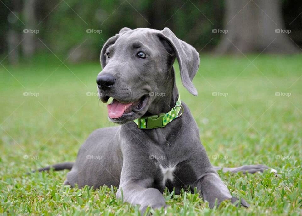 Great Dane Puppy