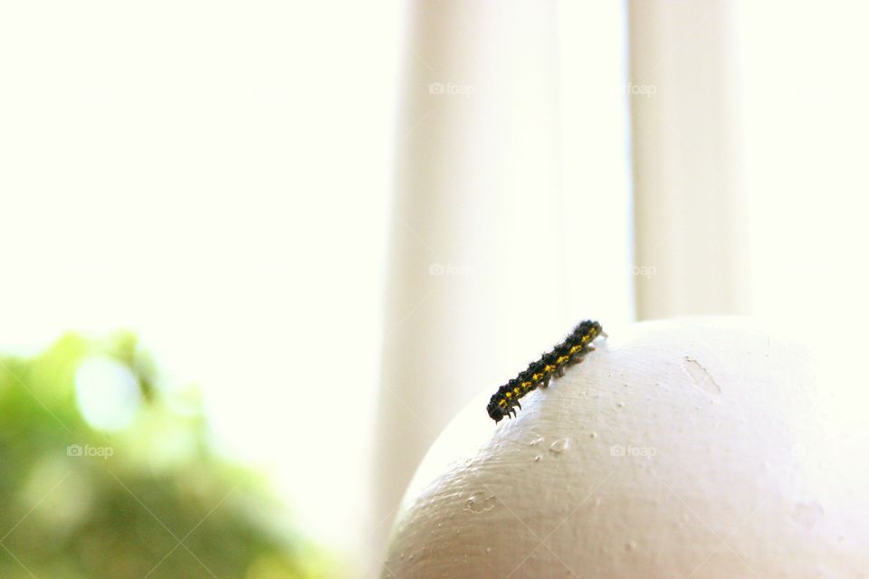 Sweet Caterpillar . A cute caterpillar crawling on a porch post.
