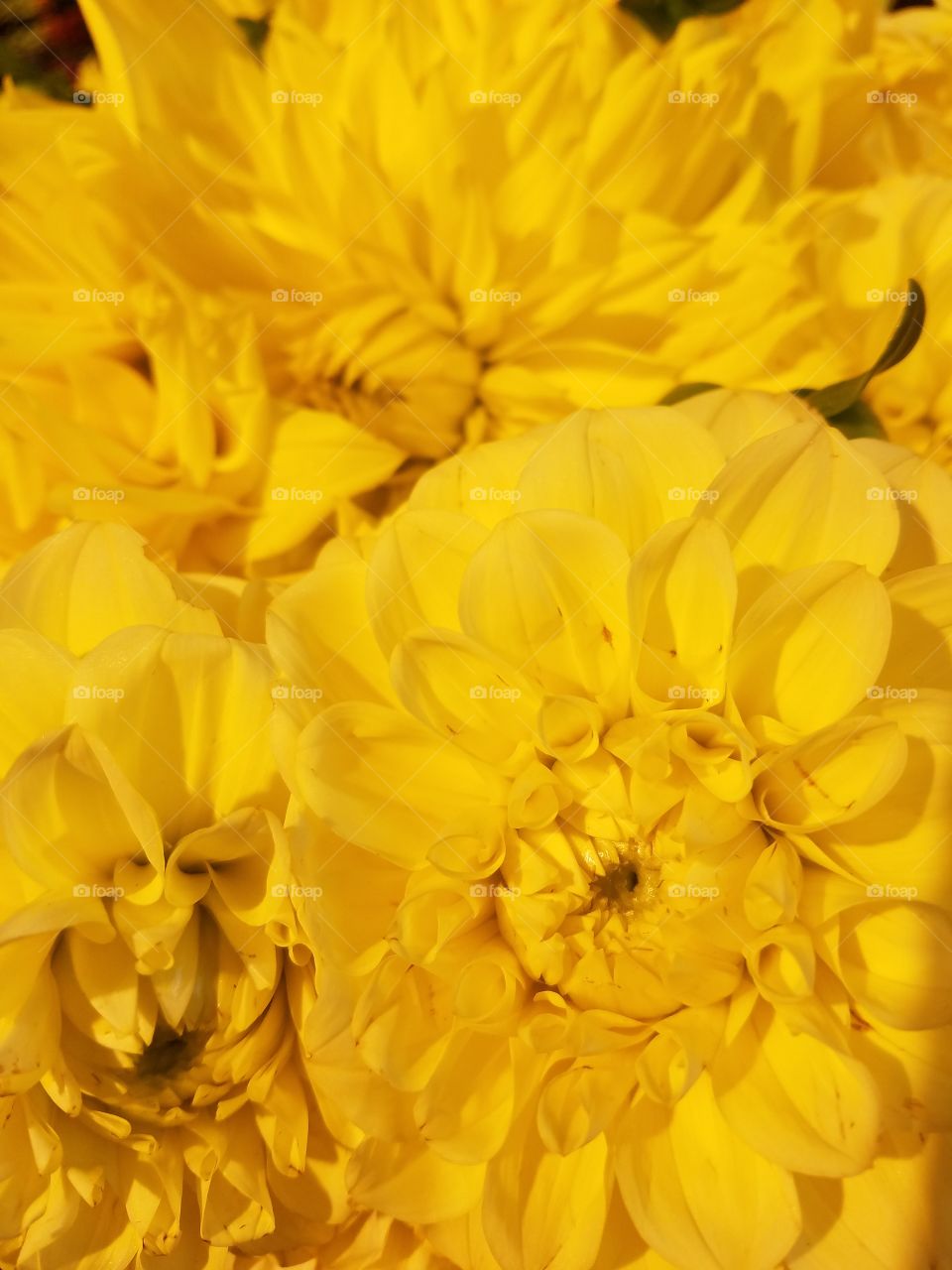 close up for yellow