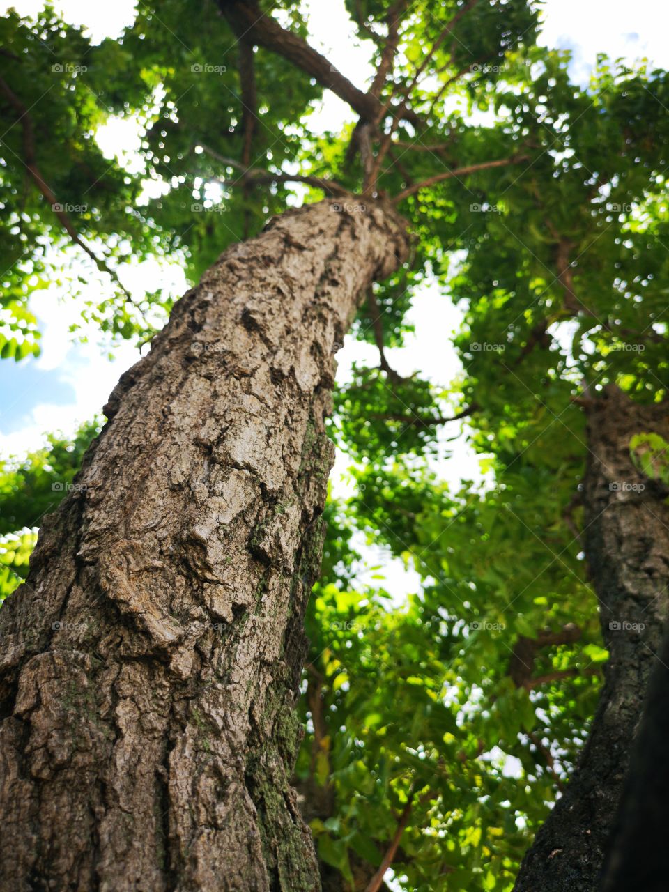 Beautiful tree trunk close-up on nature background.