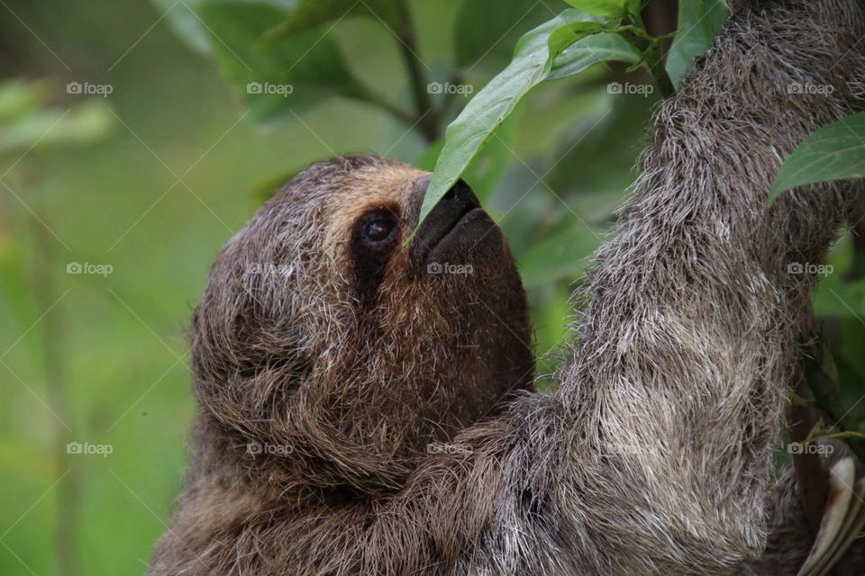 Sloth close-up