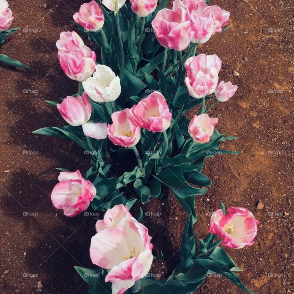 Pink Tulips in Spring 