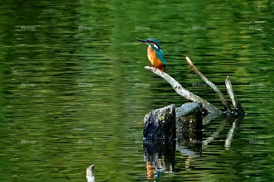Close up on a Kingfisher standing on a branch in the middle of Mousterlin's pond