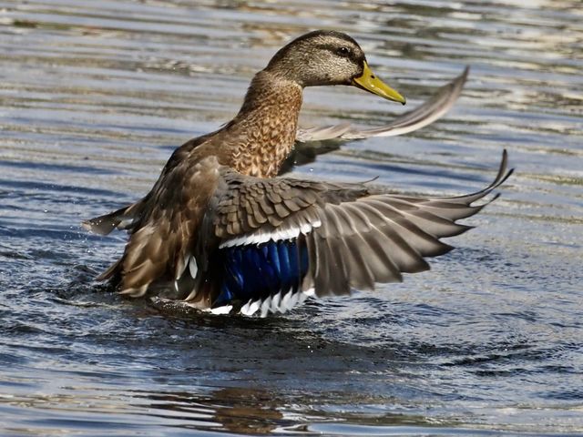 Duck