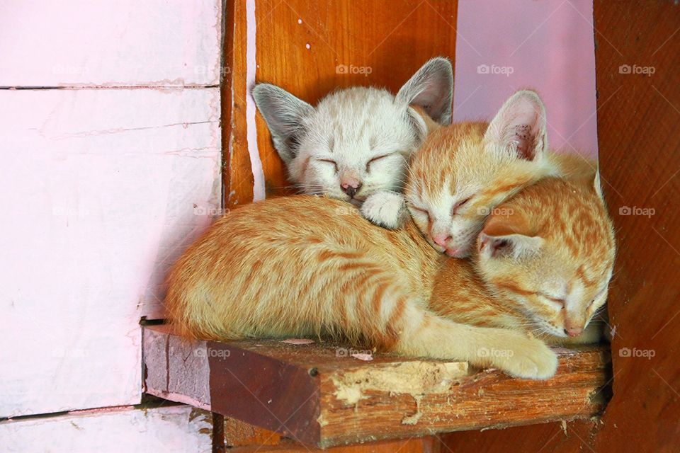 Three kittens are sleeping on the stair.