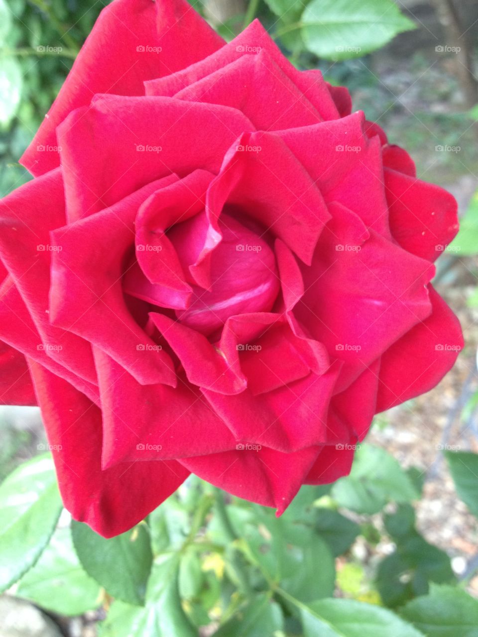 Summer rose. 