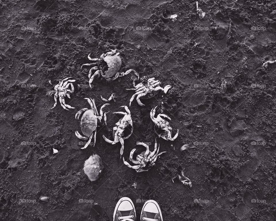 Dead crabs