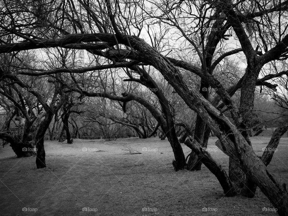 Limbs stripped of leaves in late December create a dark and foreboding environment