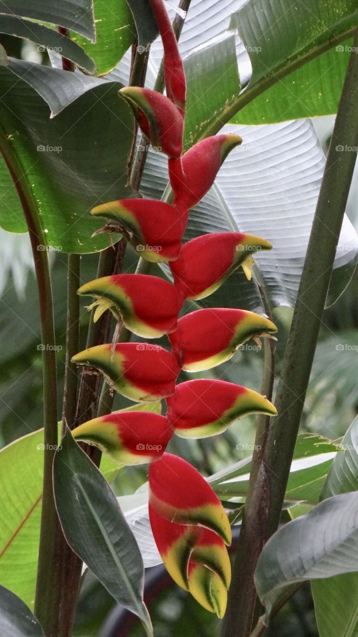 Brazil tropical plant