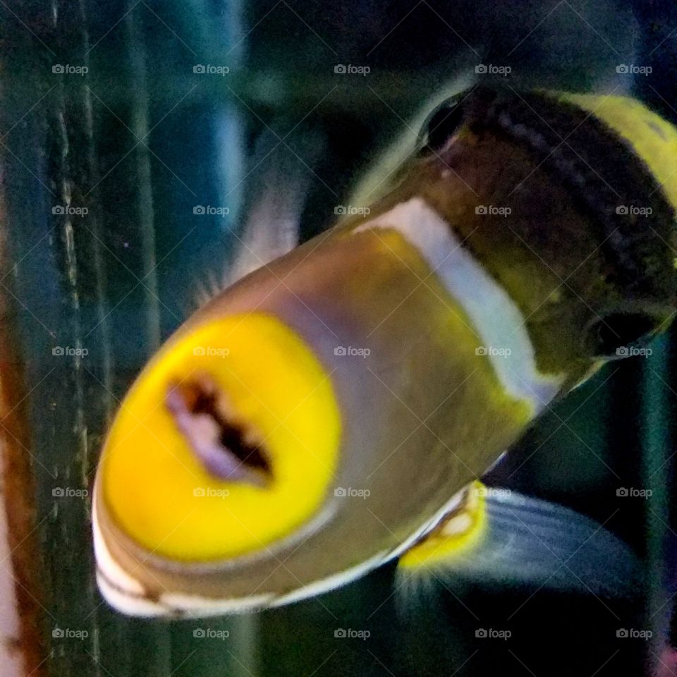 funny fish