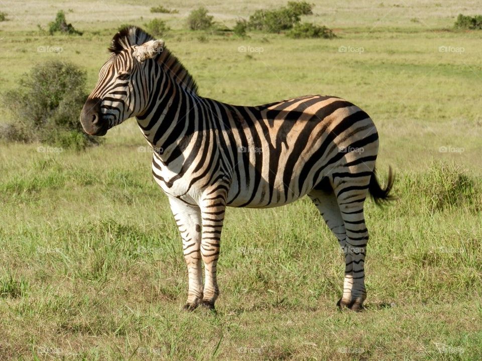 Zebra 