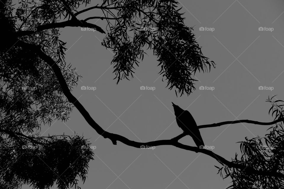 The monochrome silhouette image of a crow on the tree branch.