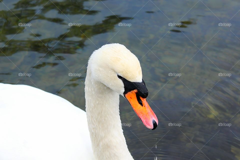 Swan