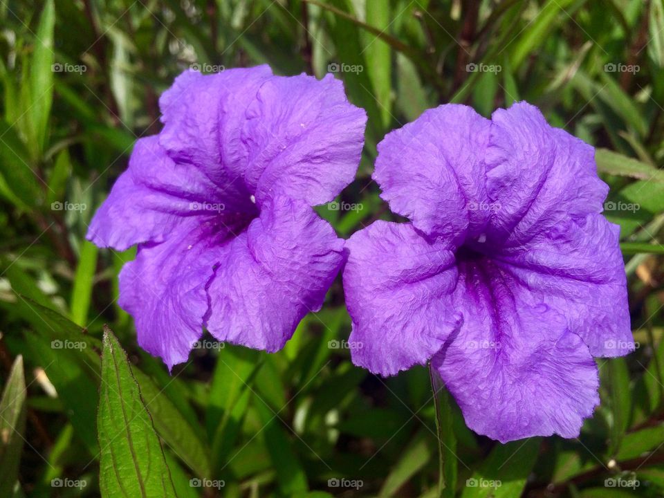 Purple flower 🌸