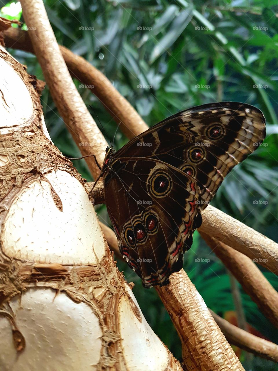 Beautiful butterfly resting on a branch of a tree