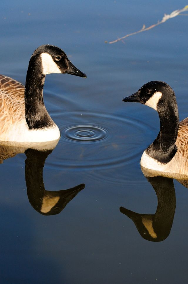 Ducks