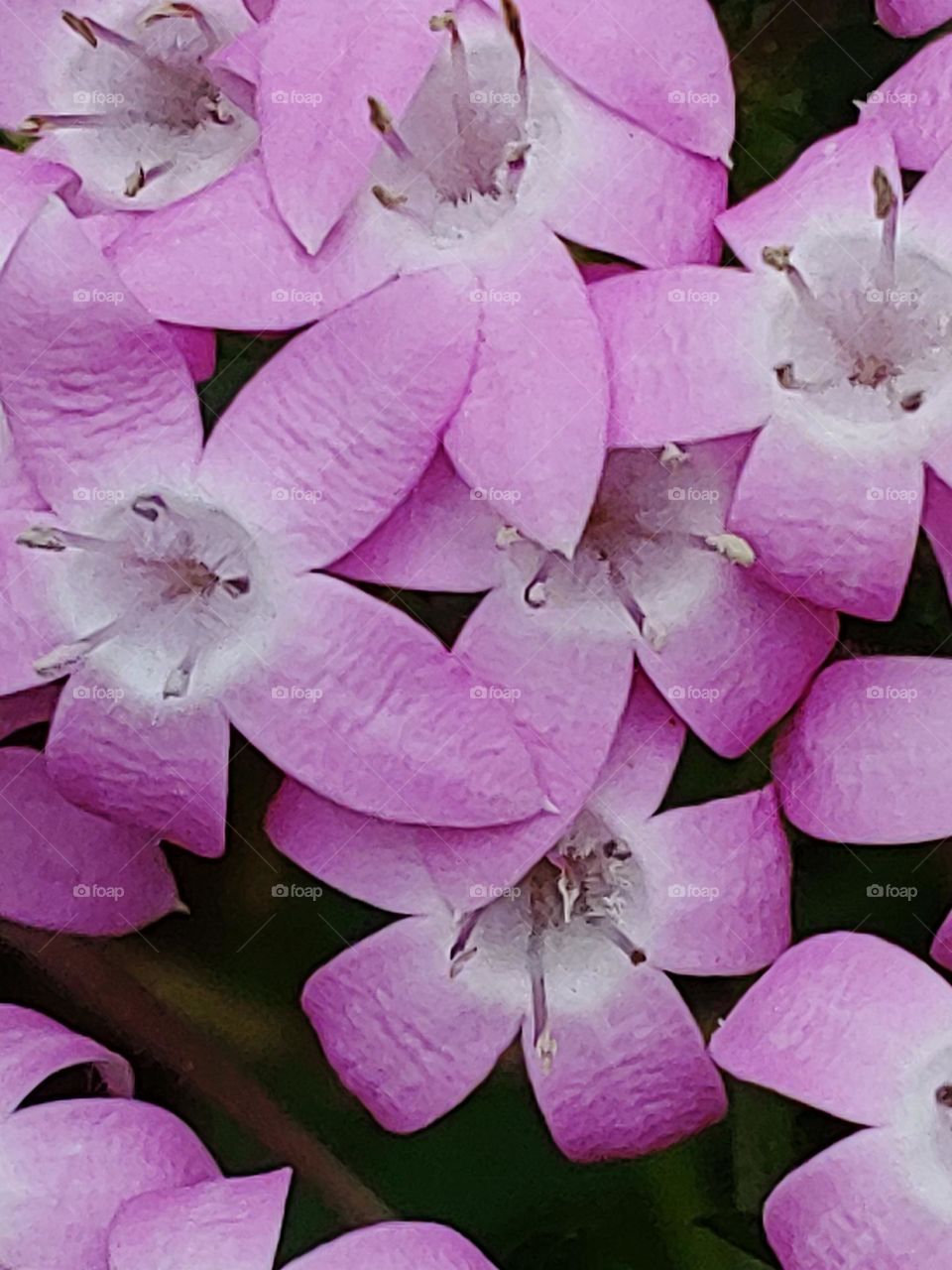 garden flowers captured