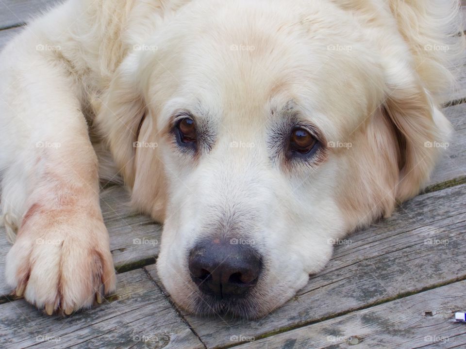 Cute puppy is resting