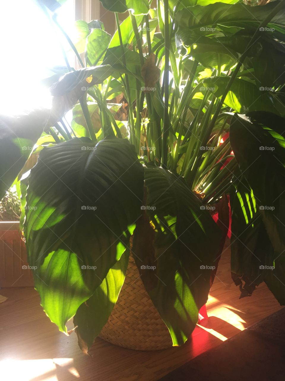 Tropical plant sunshine