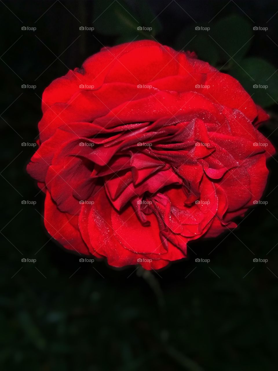 Red Rose in the garden in night