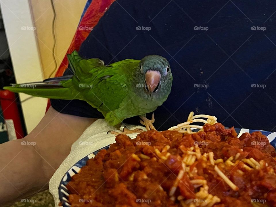Parrot sharing a meal with a man.