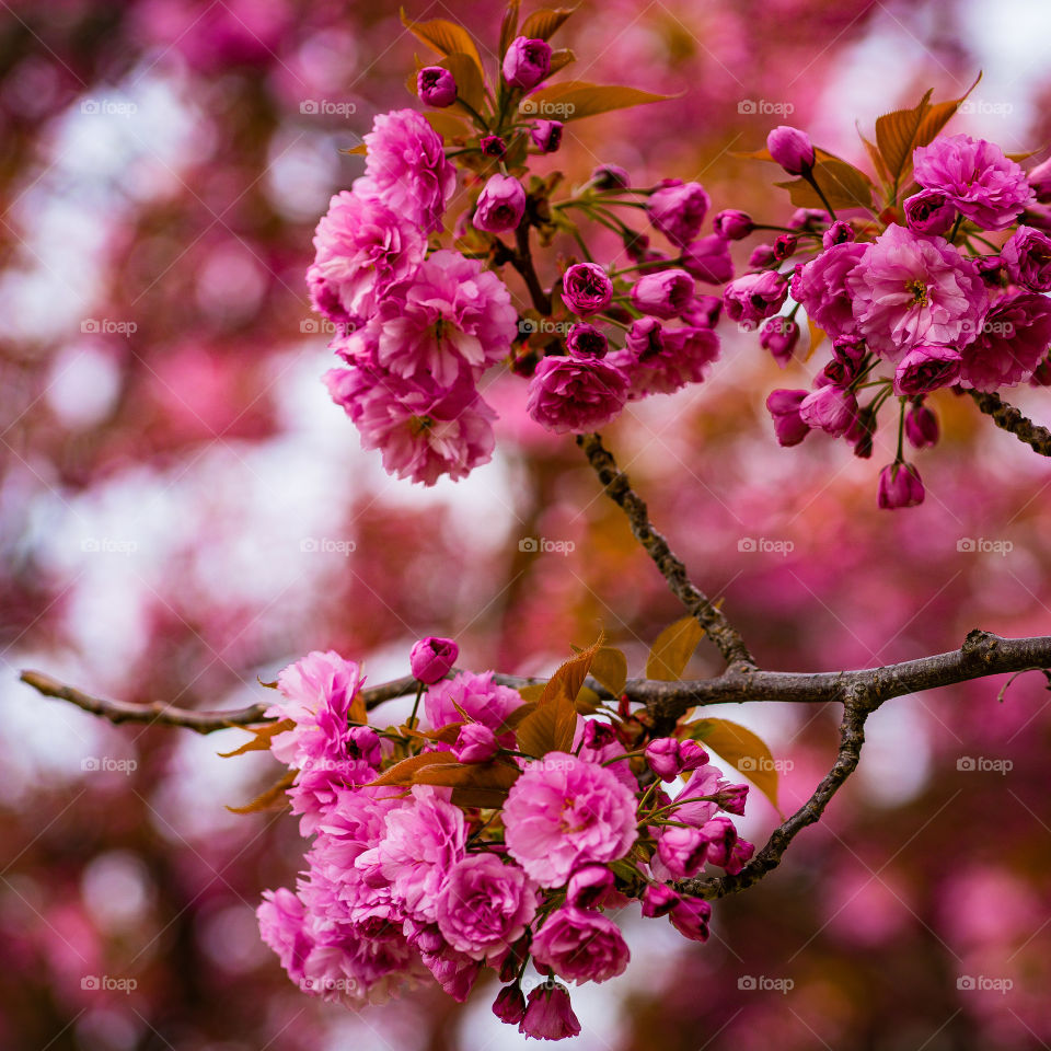 Wanderflüge blossoms