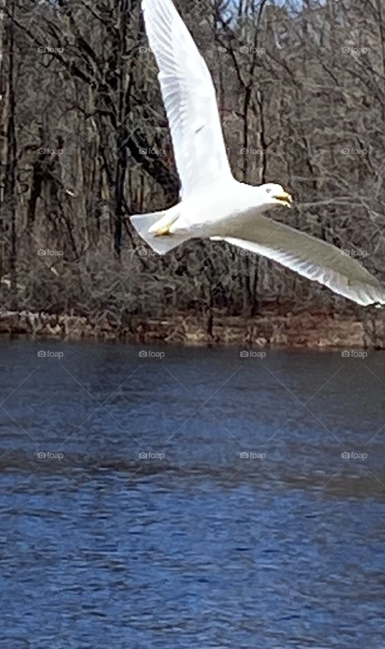 Seagull in flight 