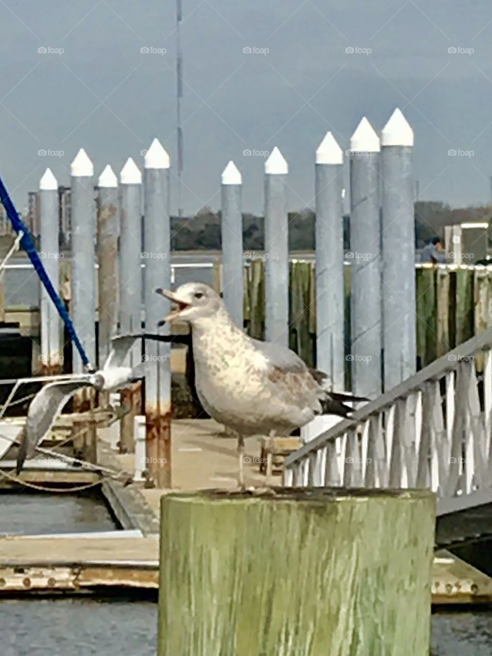 One gull talking and one gull flying at the marina