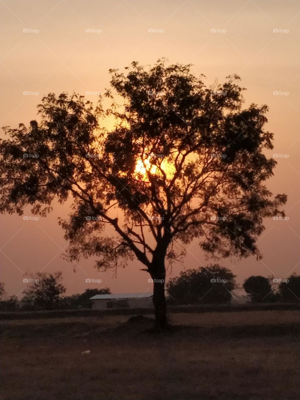 Nature's best part is TREE. 
Tree give peace to the souls of Nature🌿🍃