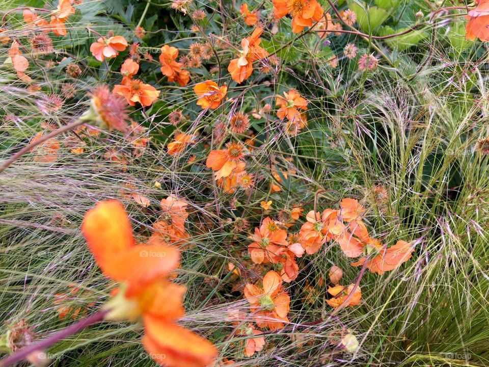 Close-up of wildflowers