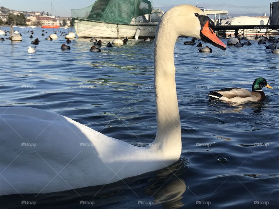 swan water