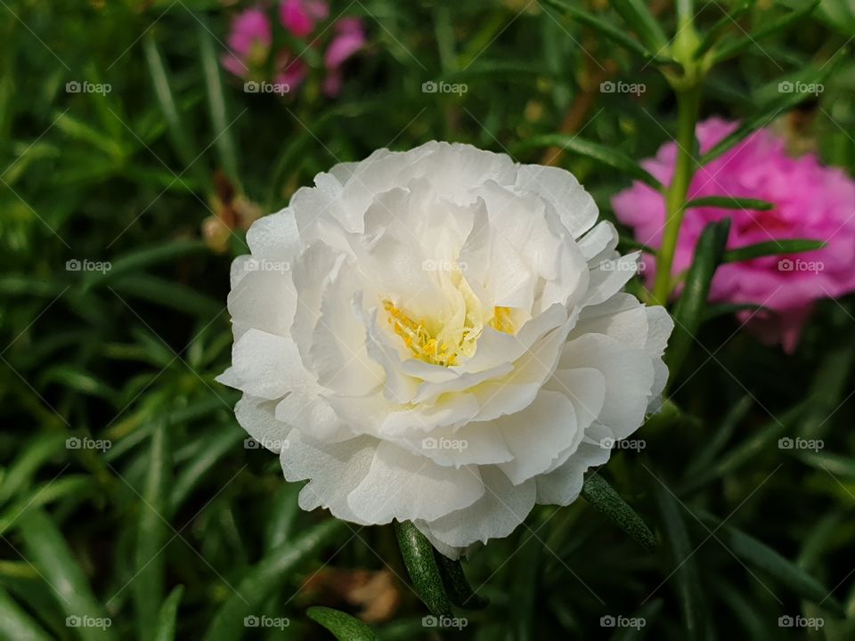 my beautiful Portulaca grandiflora