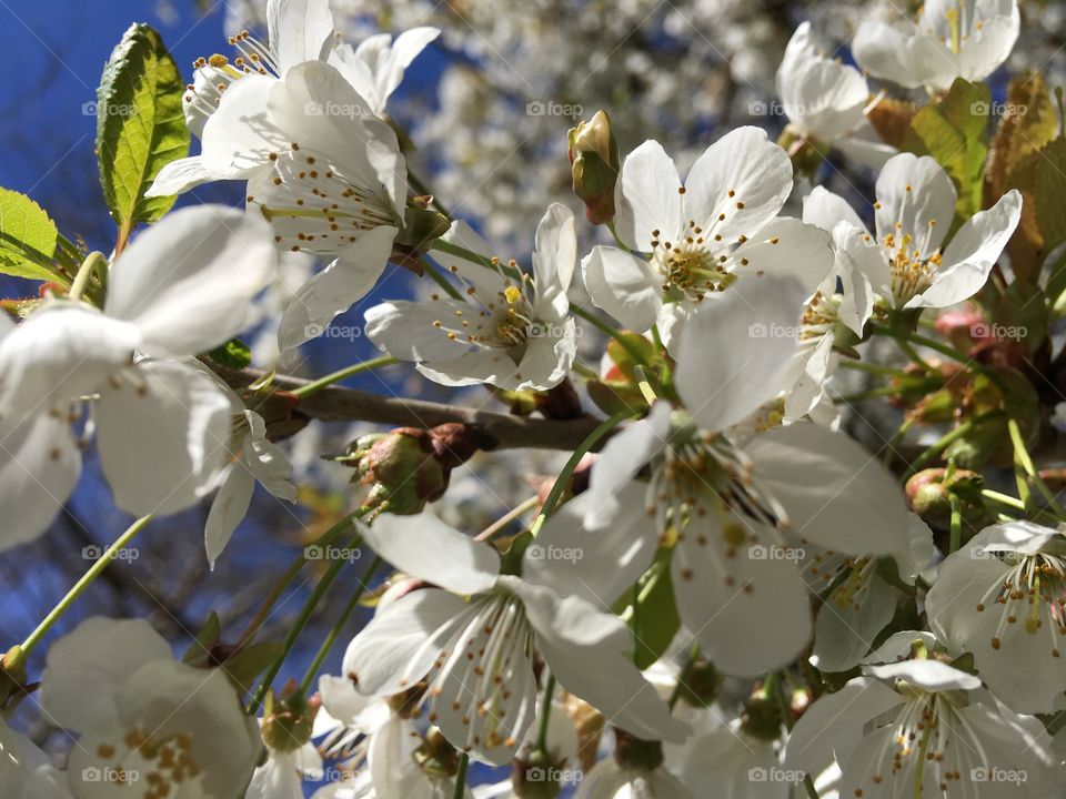 Apple blossom in springtime