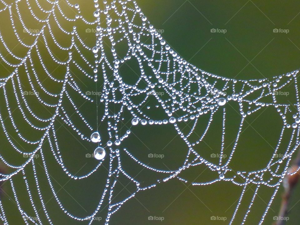 Wet spiderweb 