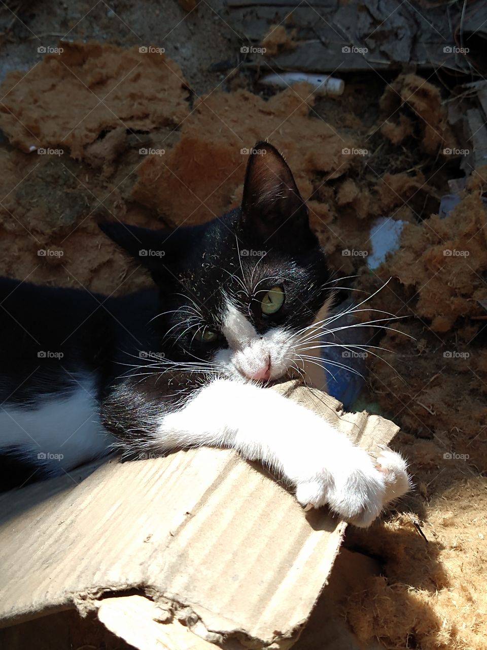 Gato de favela - com seus brinquedos