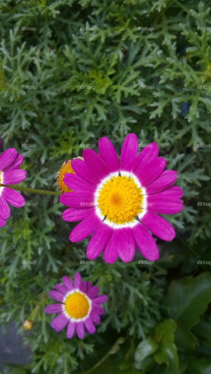 pink daisy