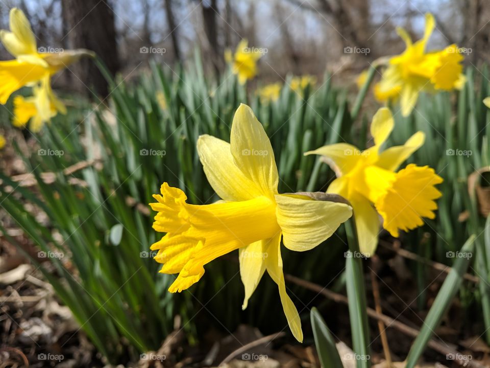 daffodil flowers in the spring yellow blooms