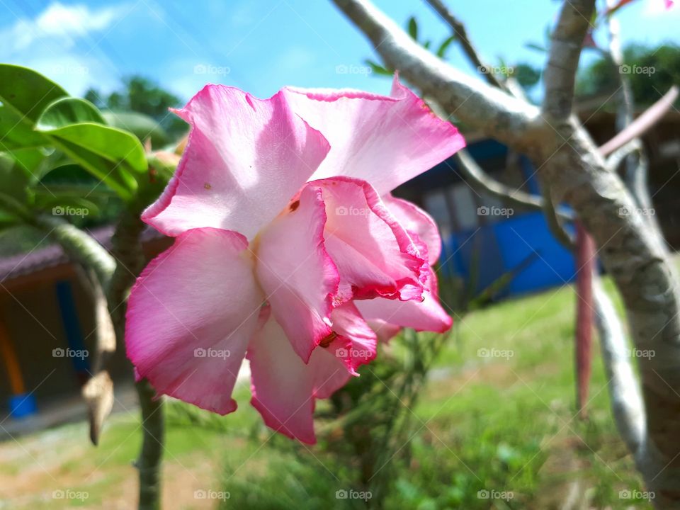 Pink desert rose