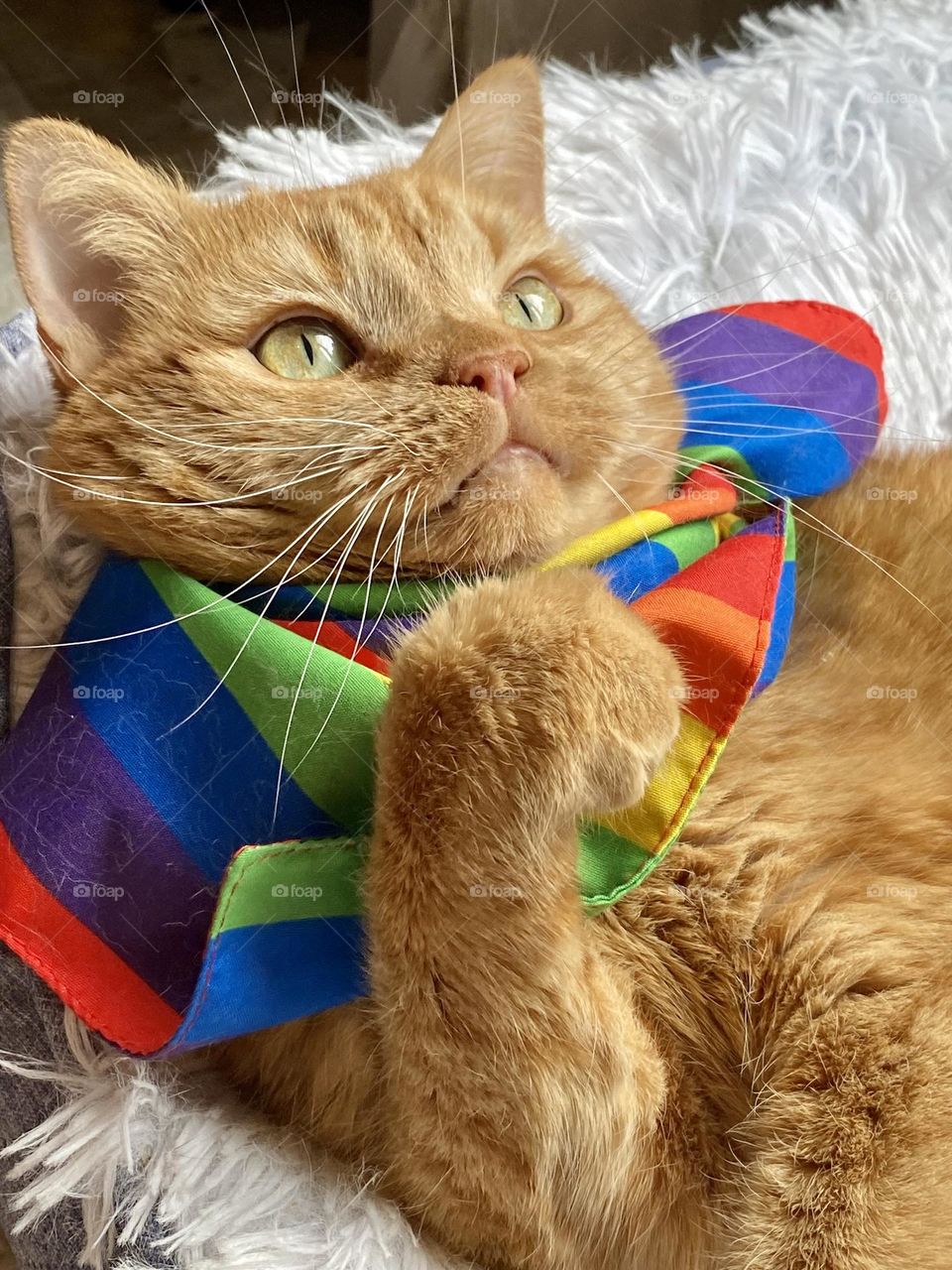 An orange tabby cat wearing a rainbow bandana 