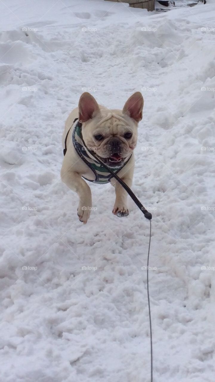 French bulldog galloping through the snow 