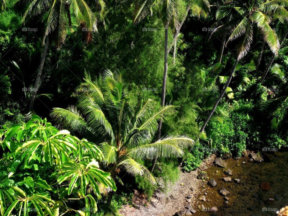 green jungle palm tree stream by Balloo