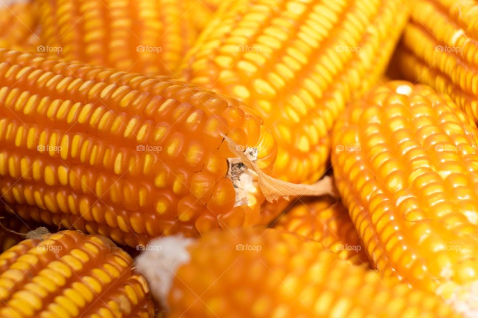 corn from farmer