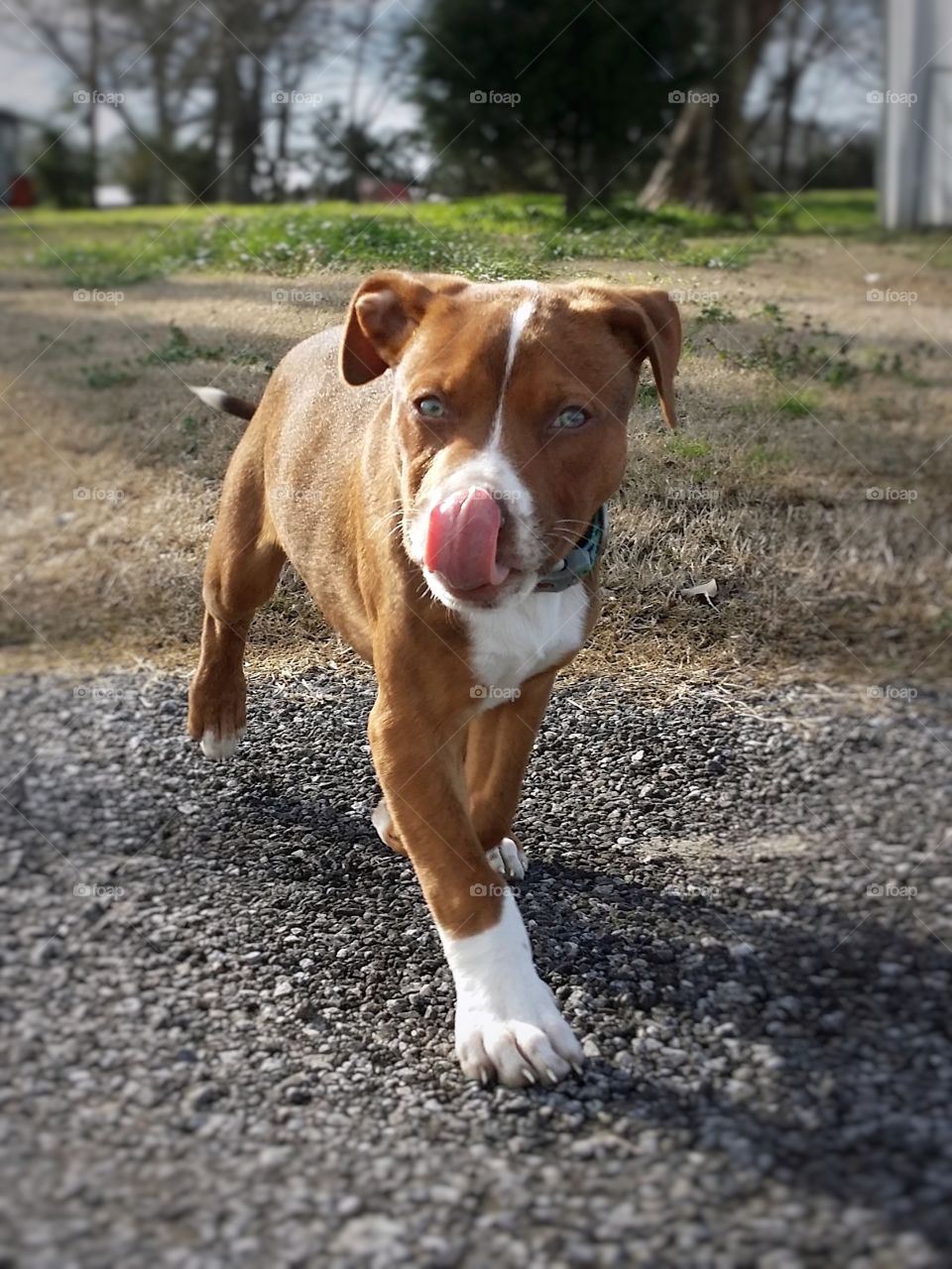 A Catahoula pit bull terrier cross running towards the camera liking her lips with her pink tongue happy running a Ross a gravel road from the winter grass to spring with a collar green eyes blaze face and brindle coat