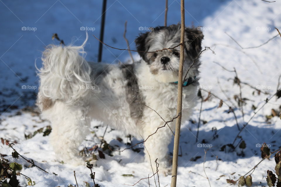 Squirrel chaser